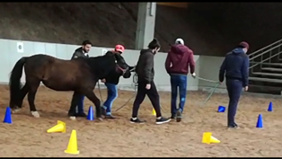 Equibrain - das pferdegestützte Coaching - hier lernen HEROES Schweinfurt Körpersprache und ihre Außenwirkung
